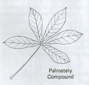 Palmately Compound