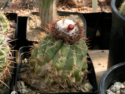 Melocactus curvispinus