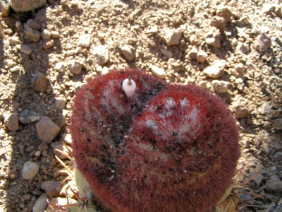 Melocactus pachyacanthus